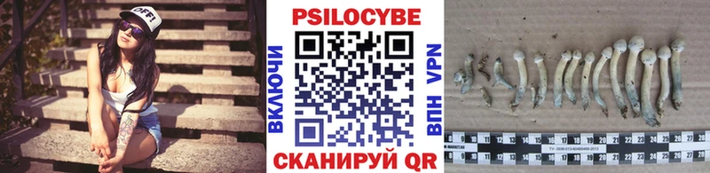 цены   Артёмовск  Галлюциногенные грибы Psilocybine cubensis 